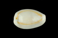 藏品(金環寶螺)的圖片